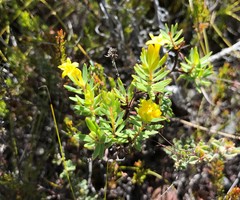 Gnidia juniperifolia