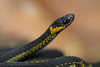 Ringneck Coffee Snake - Photo (c) Wouter Beukema, some rights reserved (CC BY-NC), uploaded by Wouter Beukema
