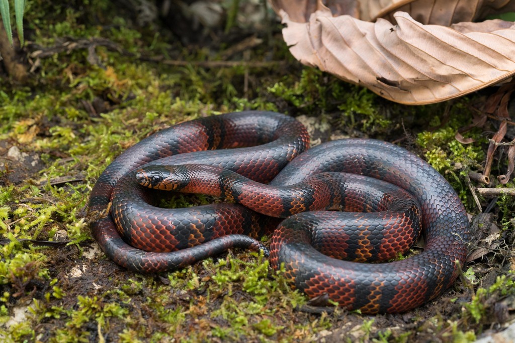 Central American Milksnake