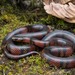 Central American Milksnake - Photo (c) Wouter Beukema, some rights reserved (CC BY-NC), uploaded by Wouter Beukema