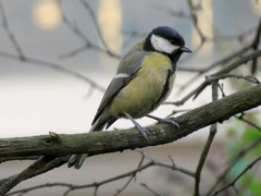 Parus major