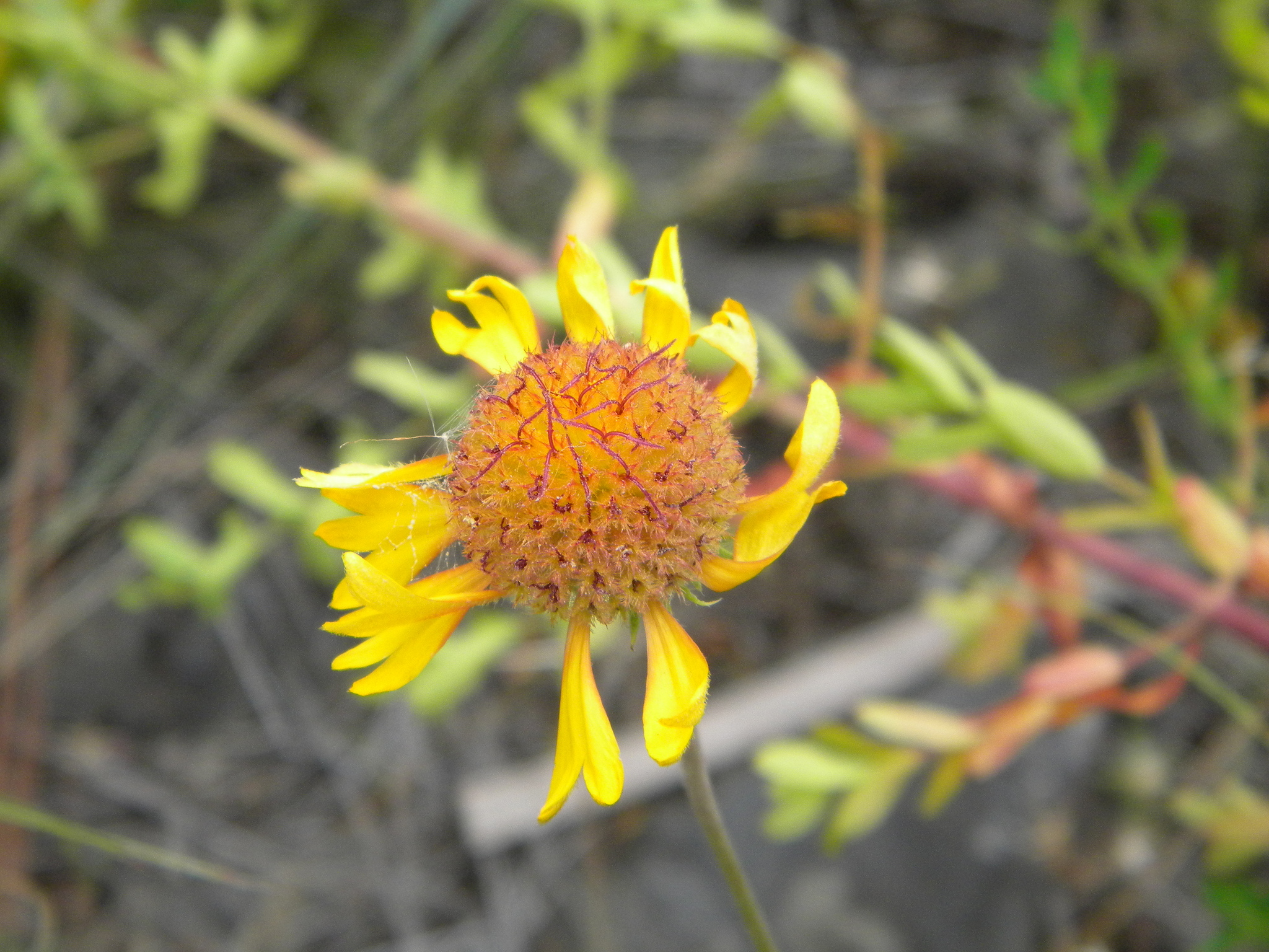 Great Blanketflower (Gaillardia aristata)