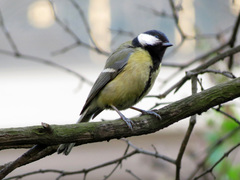 Parus major