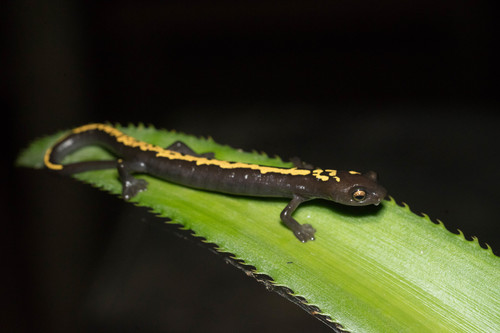 Muller's Climbing Salamander, Bolitoglossa mulleri