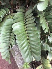 Zamia furfuracea