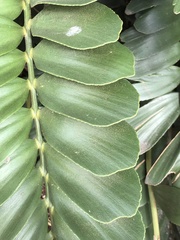 Zamia furfuracea