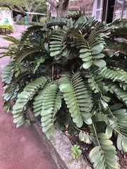 Zamia furfuracea