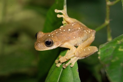 Copan Stream Frog, Ptychohyla hypomykter