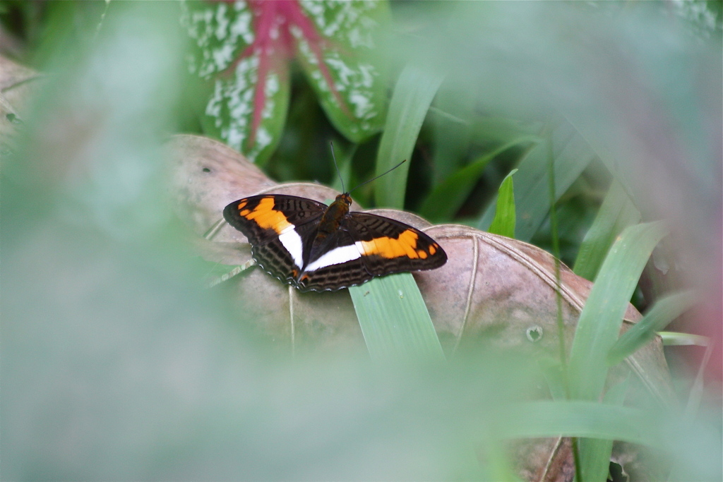Adelpha capucinus