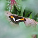 Adelpha capucinus capucinus - Photo (c) Laura Gaudette, some rights reserved (CC BY), uploaded by Laura Gaudette
