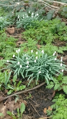 Galanthus nivalis