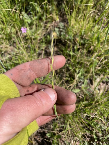 Festuca myuros, photograph 1