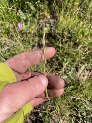mel letterman, CC BY, iNaturalist via GBIF Festuca myuros, photograph mel letterman, CC BY, iNaturalist via GBIF