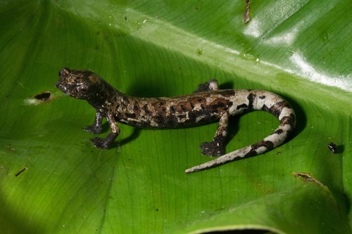 Doflein's Salamander, Bolitoglossa dofleini