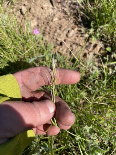 Festuca myuros, photograph 2