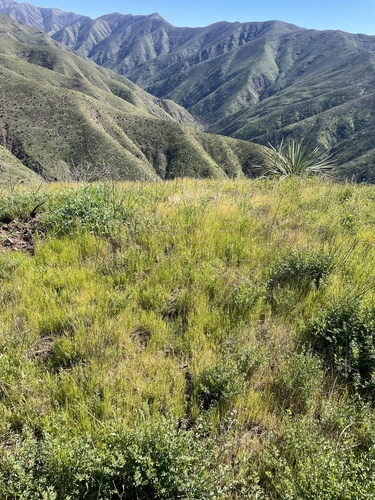 Festuca myuros, photograph 3