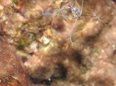 Metrocoris lituratus