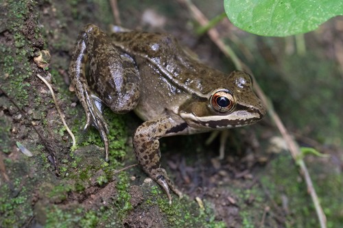 Highland Frog