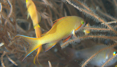 Pseudanthias huchtii