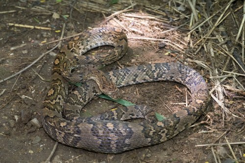 Central American Lyre Snake