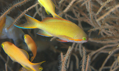 Pseudanthias huchtii