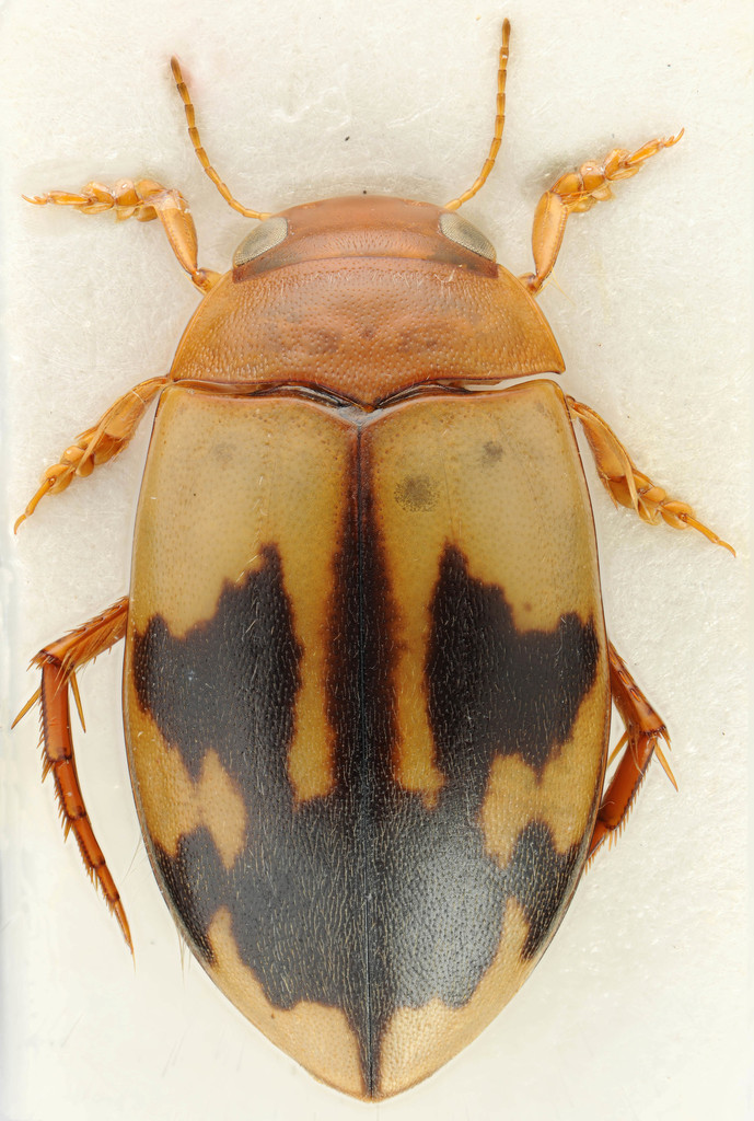 Megaporus howittii