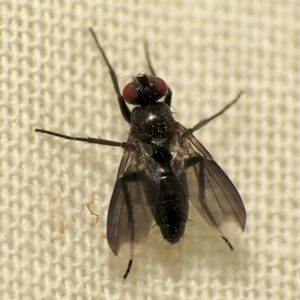 Smoky-winged Woodlouse Fly, photo 1 of 10