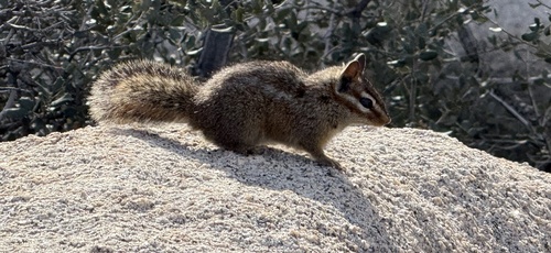 California Chipmunk observed by lhargrove