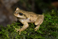 Plectrohyla