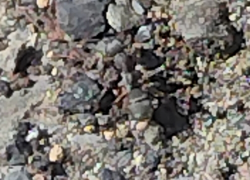 背视图图像 - tama_king_fisher