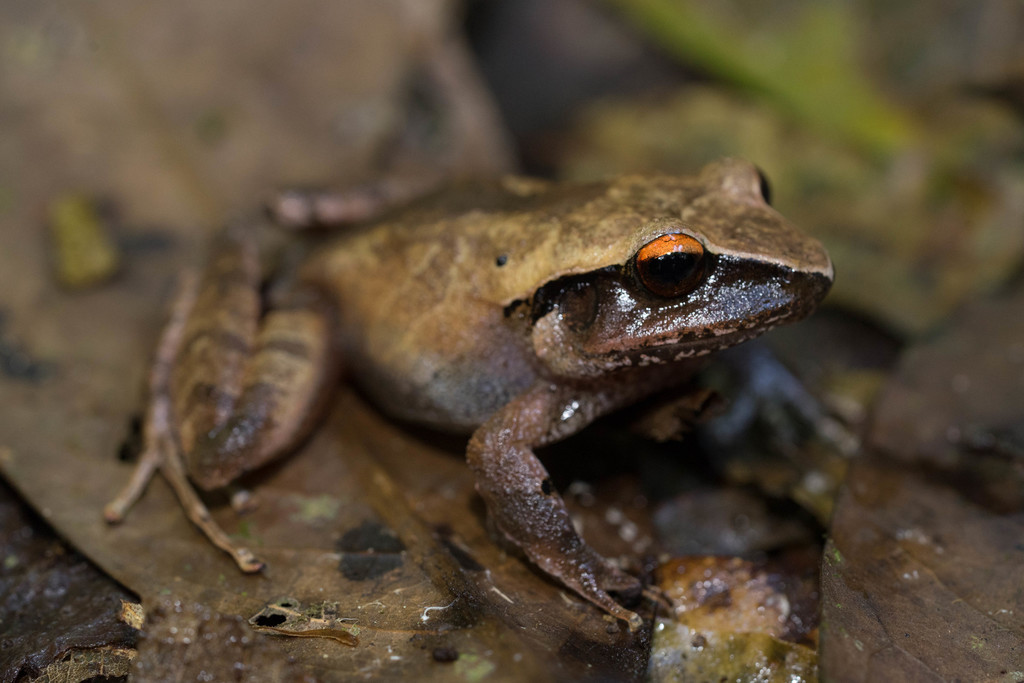 Montane Robber Frog (Craugastor lineatus)