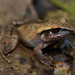 Montane Robber Frog - Photo (c) Wouter Beukema, some rights reserved (CC BY-NC), uploaded by Wouter Beukema