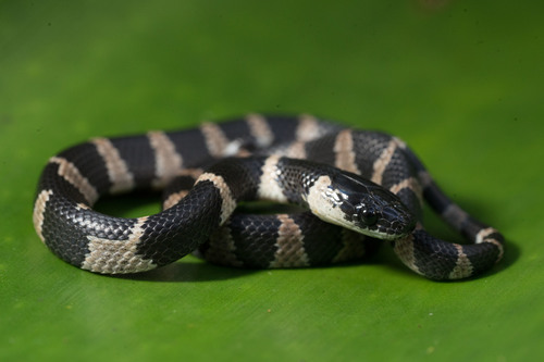 Fischer's Snail-Eating Snake