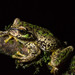 Las Palmas Spikethumb Frog - Photo (c) Wouter Beukema, some rights reserved (CC BY-NC), uploaded by Wouter Beukema