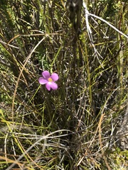Oxalis duriuscula