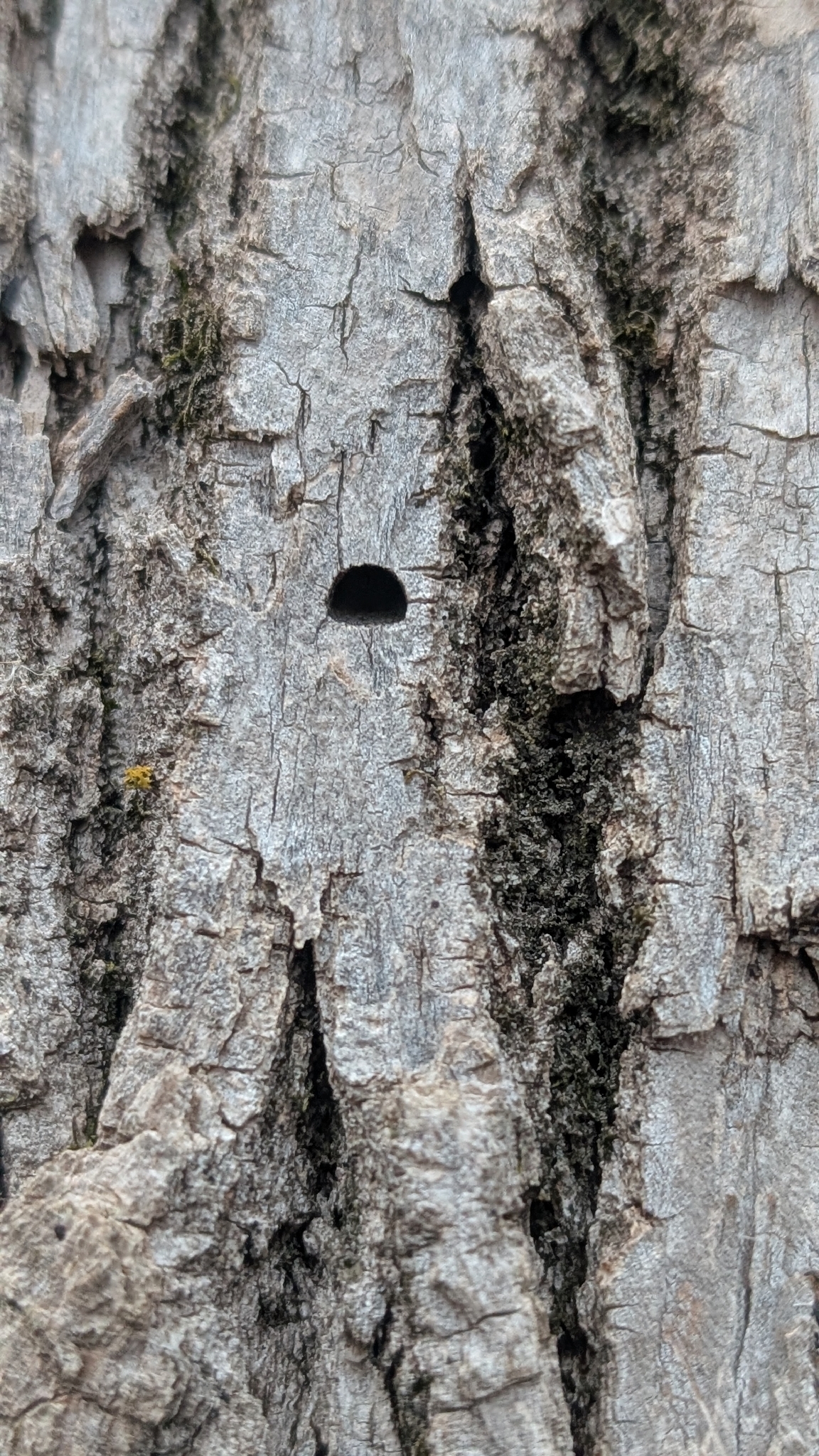 Emerald ash borer (Agrilus planipennis)