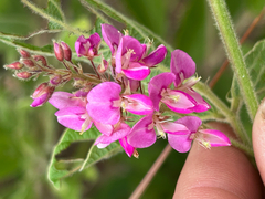 Wild indigo (Pseudarthria)