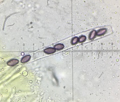 Ascobolus lineolatus