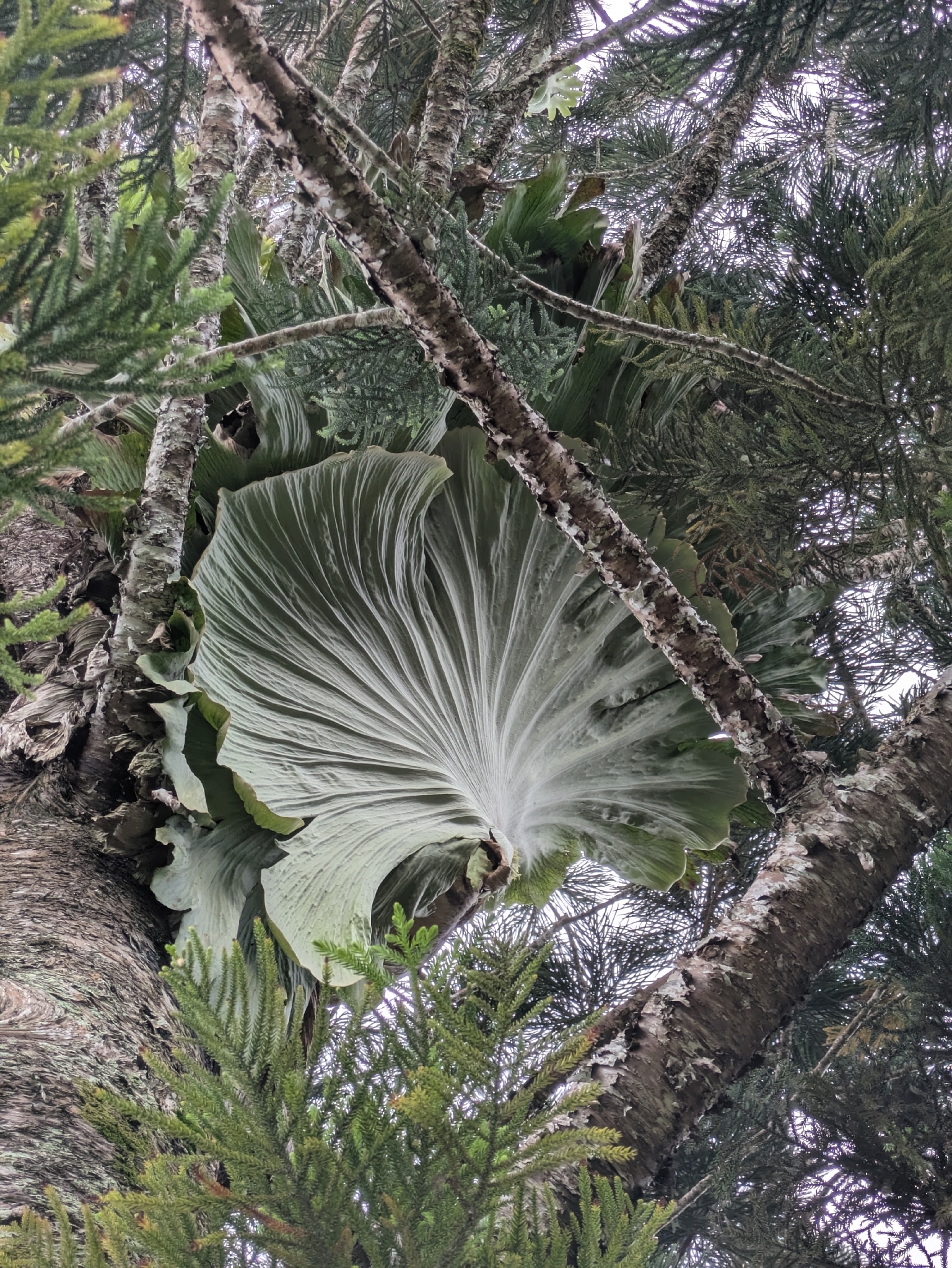 Platycerium wandae Racib. 2