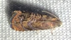 Grapholita prunivora