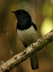 Copsychus albospecularis