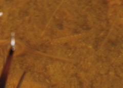 Cyprinodon macularius