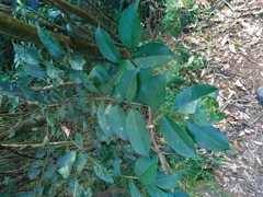 Ilex ficoidea
