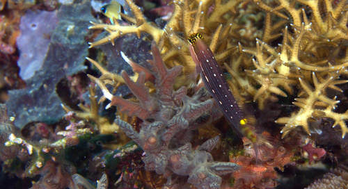 Pictus blenny (Ecsenius pictus) — Blenniidae — 5