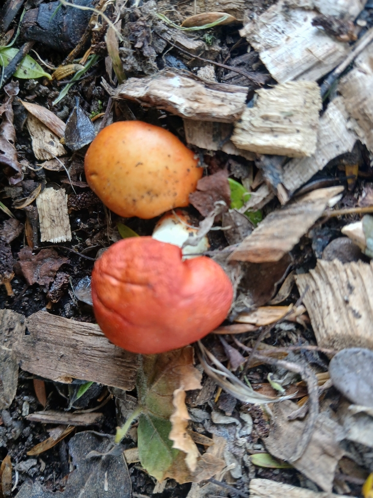 Leratiomyces erythrocephalus · February 2026 · photo: © bigfarma2017 (iNaturalist, cc-by)