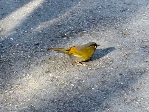 Taiwan Liocichla (Liocichla steerii), photo 2