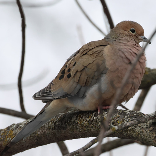 Mourning Dove