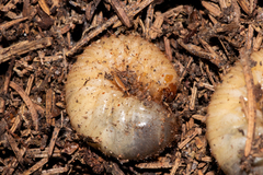 Protaetia cuprea