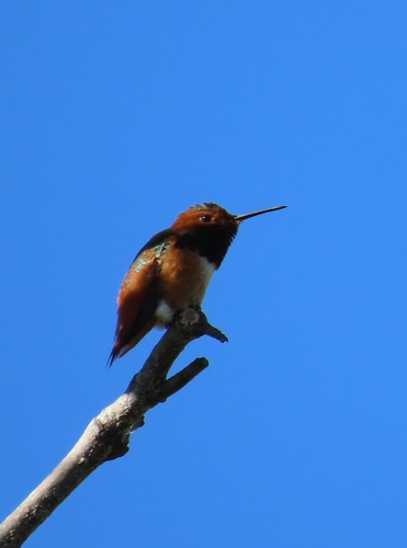 iNaturalist observation photo of Allen's Hummingbird