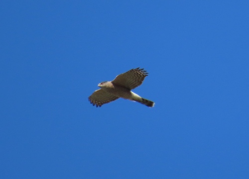 iNaturalist observation photo of Cooper's Hawk